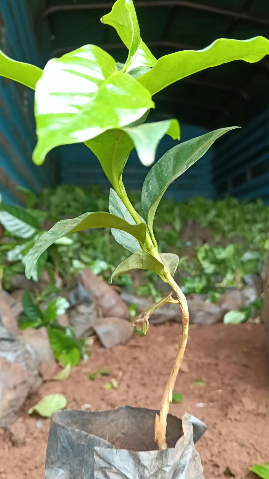 CORRECTIONAL SERVICES PS ROOTS FOR TREE PLANTING AND GROWING  
